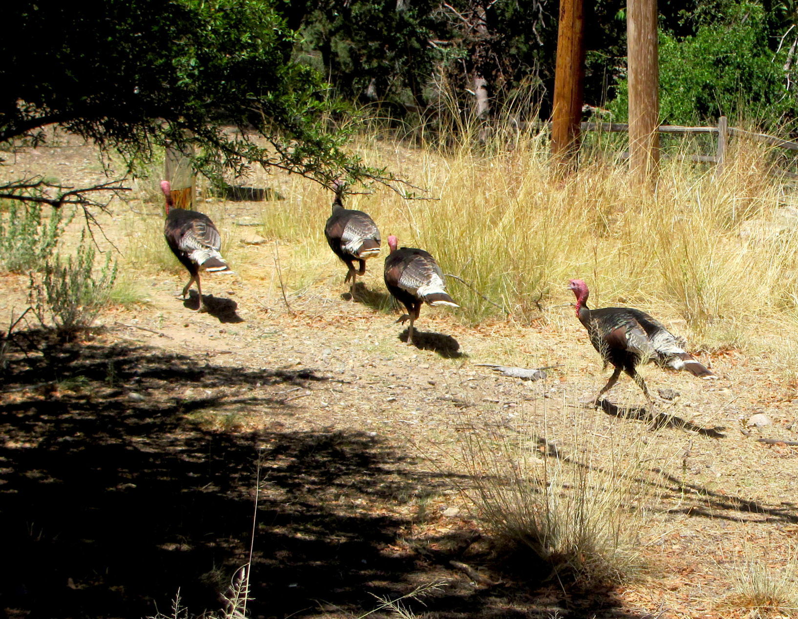 Four turkeys